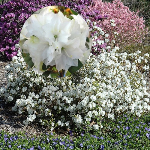 Rhododendron dauricum 'April Snow' - Dauuria rododendron 'April Snow' C5/5L
